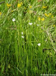 Attēlu rezultāti vaicājumam “Stellaria palustris leaf”
