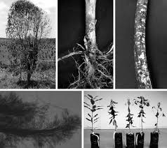 Attēlu rezultāti vaicājumam “Rosellinia desmazieri”