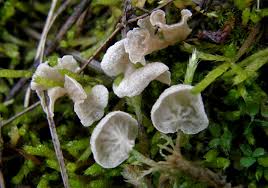 Attēlu rezultāti vaicājumam “Arrhenia retiruga”