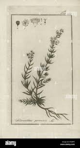 Attēlu rezultāti vaicājumam “Scleranthus perennis”