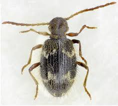 Attēlu rezultāti vaicājumam “Ptinus sp.”