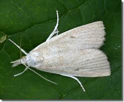 Attēlu rezultāti vaicājumam “Calamotropha paludella”