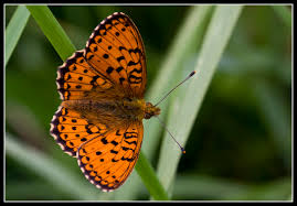 Attēlu rezultāti vaicājumam “Brenthis ino”