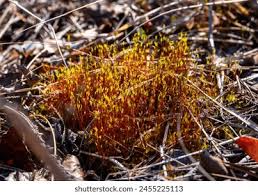 Attēlu rezultāti vaicājumam “Tortula truncata sporophyte”