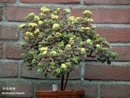 Image result for Aichryson