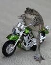 motocicletta