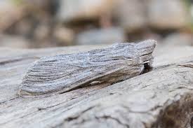 Attēlu rezultāti vaicājumam “Cucullia lucifuga”