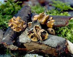 Attēlu rezultāti vaicājumam “Encoelia furfuracea”