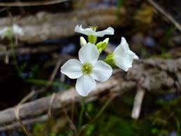 Attēlu rezultāti vaicājumam “Cardamine pratensis flower”
