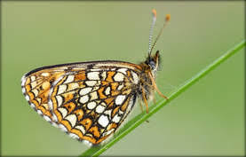 Attēlu rezultāti vaicājumam “Melitaea diamina underside”
