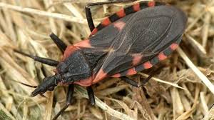 Attēlu rezultāti vaicājumam “Tritomaria exsecta macro”