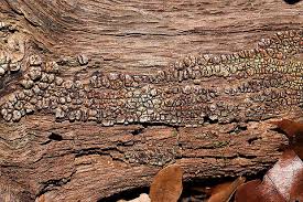 Attēlu rezultāti vaicājumam “Xylobolus frustulatus”