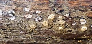 Attēlu rezultāti vaicājumam “Balanus improvisus”