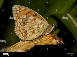 Attēlu rezultāti vaicājumam “Argynnis niobe underside”