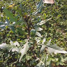 Attēlu rezultāti vaicājumam “Sisymbrium loeselii leaf”