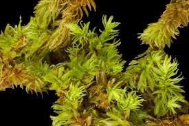 Attēlu rezultāti vaicājumam “Aulacomnium palustre”