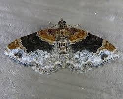 Attēlu rezultāti vaicājumam “Xanthorhoe ferrugata”