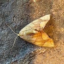 Attēlu rezultāti vaicājumam “Eulithis sp.”