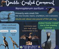 Image result for Phalacrocorax auritus