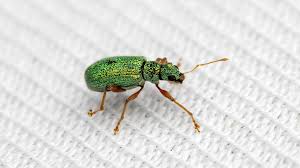 Attēlu rezultāti vaicājumam “Polydrusus mollis”