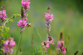 Attēlu rezultāti vaicājumam “Onobrychis arenaria fruit”