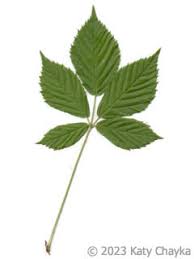 Attēlu rezultāti vaicājumam “Rubus nessensis leaf”