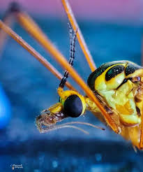 Attēlu rezultāti vaicājumam “Aphrophoridae nymph”
