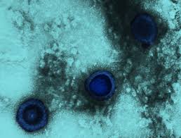 Attēlu rezultāti vaicājumam “Diderma simplex sessile”