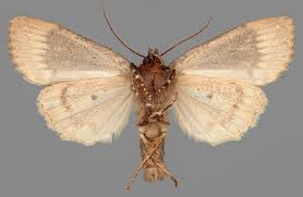 Attēlu rezultāti vaicājumam “Amphipyra perflua”