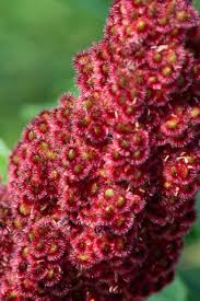 Attēlu rezultāti vaicājumam “Rhus typhina flower”