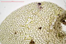Attēlu rezultāti vaicājumam “Jungermannia hyalina”