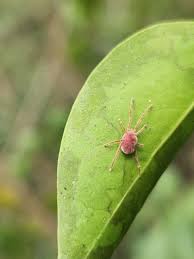 Attēlu rezultāti vaicājumam “Trombidiidae”