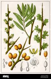 Attēlu rezultāti vaicājumam “Hippophae rhamnoides female flower”