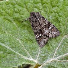 Attēlu rezultāti vaicājumam “Papestra biren”