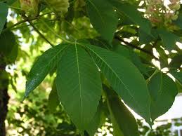 Attēlu rezultāti vaicājumam “Aesculus x hybrida”