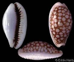 Attēlu rezultāti vaicājumam “Cribraria oregana”