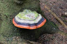 Attēlu rezultāti vaicājumam “Fomitopsis pinicola”