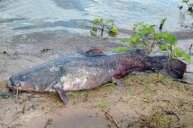 Image result for Pylodictis olivaris