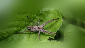 Attēlu rezultāti vaicājumam “Pisaura mirabilis female”