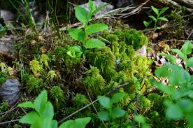 Attēlu rezultāti vaicājumam “Sphagnum wulfianum”