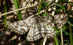 Attēlu rezultāti vaicājumam “Ematurga atomaria male”