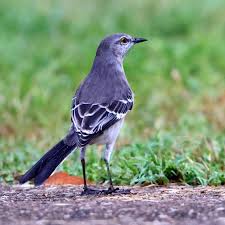 Image result for Mimus polyglottos