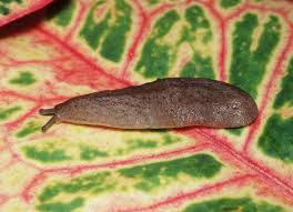 Attēlu rezultāti vaicājumam “Gulielmina vermicularis sessile”