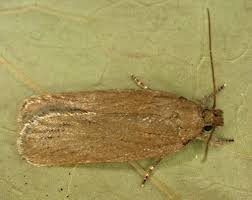 Attēlu rezultāti vaicājumam “Depressaria olerella imago”