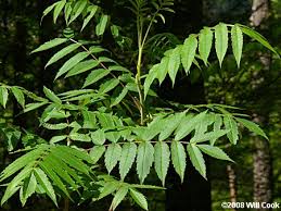 Attēlu rezultāti vaicājumam “Rhus typhina leaf”
