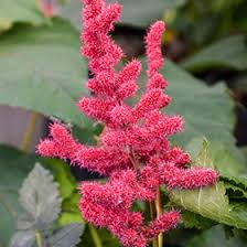 Attēlu rezultāti vaicājumam “Astilbe chinensis flower”