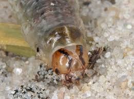 Attēlu rezultāti vaicājumam “Agrotis vestigialis”