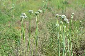 Attēlu rezultāti vaicājumam “Allium cepa”