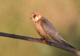 Image result for Falco vespertinus