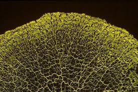 Attēlu rezultāti vaicājumam “Physarum obscurum plasmodium”